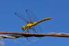 Sympetrum sanguineum